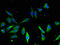 Annexin A2 antibody, LS-C369235, Lifespan Biosciences, Immunofluorescence image 