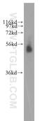 Ras Association Domain Family Member 9 antibody, 12861-1-AP, Proteintech Group, Western Blot image 