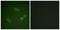 Mammalian branch point-binding protein antibody, LS-C199561, Lifespan Biosciences, Immunofluorescence image 