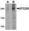 Autophagy Related 2B antibody, orb75835, Biorbyt, Western Blot image 