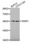 Cellular Communication Network Factor 4 antibody, abx002388, Abbexa, Western Blot image 