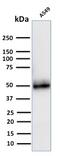 CD14 antibody, AE00136, Aeonian Biotech, Western Blot image 