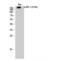 Insulin Receptor Substrate 1 antibody, LS-C380755, Lifespan Biosciences, Western Blot image 