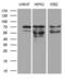 Protein Inhibitor Of Activated STAT 2 antibody, MA5-26974, Invitrogen Antibodies, Western Blot image 