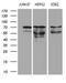 Protein Inhibitor Of Activated STAT 2 antibody, MA5-26974, Invitrogen Antibodies, Western Blot image 