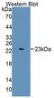 Supervillin antibody, LS-C303312, Lifespan Biosciences, Western Blot image 