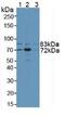 N-Ethylmaleimide Sensitive Factor, Vesicle Fusing ATPase antibody, abx131585, Abbexa, Western Blot image 