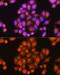 Presenilin 2 antibody, GTX55758, GeneTex, Immunocytochemistry image 