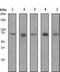SUMO Specific Peptidase 1 antibody, ab108981, Abcam, Western Blot image 