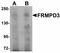 FERM And PDZ Domain Containing 3 antibody, orb89845, Biorbyt, Western Blot image 