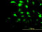 Chloride intracellular channel protein 3 antibody, LS-C104908, Lifespan Biosciences, Immunofluorescence image 