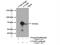 Leukotriene A4 Hydrolase antibody, 13662-1-AP, Proteintech Group, Immunoprecipitation image 