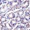 RANBP2 antibody, GTX79468, GeneTex, Immunohistochemistry paraffin image 