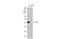 WW Domain Containing Transcription Regulator 1 antibody, GTX134857, GeneTex, Western Blot image 