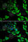 Synuclein Alpha antibody, A7215, ABclonal Technology, Immunofluorescence image 