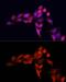 Sirtuin 1 antibody, GTX17532, GeneTex, Immunocytochemistry image 