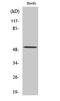 Bone morphogenetic protein 5 antibody, A05887, Boster Biological Technology, Western Blot image 