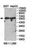 FYVE, RhoGEF And PH Domain Containing 5 antibody, orb78456, Biorbyt, Western Blot image 