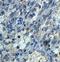 Annexin A13 antibody, orb78319, Biorbyt, Immunohistochemistry paraffin image 