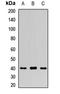 Alpha-L-Fucosidase 2 antibody, orb411947, Biorbyt, Western Blot image 