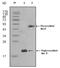 Apolipoprotein O antibody, AM06315SU-N, Origene, Western Blot image 