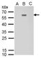 Dengue virus antibody, GTX629117, GeneTex, Western Blot image 