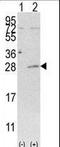 Adenylate Kinase 4 antibody, LS-C101251, Lifespan Biosciences, Western Blot image 