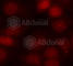 Ribosomal Protein S6 Kinase B1 antibody, AP0449, ABclonal Technology, Immunofluorescence image 