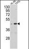 AHSA1 antibody, PA5-72363, Invitrogen Antibodies, Western Blot image 