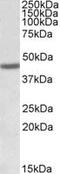 FA Complementation Group L antibody, MBS422401, MyBioSource, Western Blot image 
