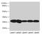 FKBP Prolyl Isomerase 3 antibody, CSB-PA008699HA01HU, Cusabio, Western Blot image 