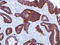 EGP antibody, TA327674, Origene, Immunohistochemistry paraffin image 