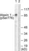 Ataxin 1 antibody, LS-C198646, Lifespan Biosciences, Western Blot image 