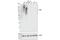 F4/80 antibody, 70076T, Cell Signaling Technology, Western Blot image 