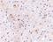 Calcium-dependent secretion activator 1 antibody, NBP1-77323, Novus Biologicals, Immunohistochemistry paraffin image 