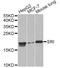 SRI antibody, A6751, ABclonal Technology, Western Blot image 