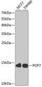 POP7 Homolog, Ribonuclease P/MRP Subunit antibody, GTX32800, GeneTex, Western Blot image 