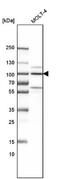 Interleukin Enhancer Binding Factor 3 antibody, NBP1-84056, Novus Biologicals, Western Blot image 