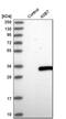 Ankyrin Repeat And SOCS Box Containing 7 antibody, PA5-51888, Invitrogen Antibodies, Western Blot image 