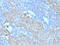 c-Kit antibody, GTX34606, GeneTex, Immunohistochemistry paraffin image 