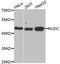 Nuclear Distribution C, Dynein Complex Regulator antibody, LS-C334870, Lifespan Biosciences, Western Blot image 