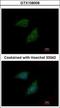 Peptidase Inhibitor 15 antibody, GTX108006, GeneTex, Immunocytochemistry image 