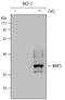 BCL2 Interacting Protein 3 antibody, MAB4147, R&D Systems, Western Blot image 