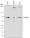 E3 ubiquitin-protein ligase TRIM32 antibody, MAB6515, R&D Systems, Western Blot image 