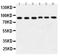 Heat Shock Protein 90 Alpha Family Class A Member 1 antibody, PA1339, Boster Biological Technology, Western Blot image 
