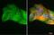 Glutathione Peroxidase 2 antibody, GTX100292, GeneTex, Immunofluorescence image 