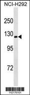 ATPase Na+/K+ Transporting Subunit Alpha 3 antibody, 60-827, ProSci, Western Blot image 