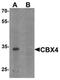 Chromobox 4 antibody, orb75836, Biorbyt, Western Blot image 