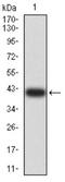 ASH2 Like, Histone Lysine Methyltransferase Complex Subunit antibody, NBP2-61686, Novus Biologicals, Western Blot image 