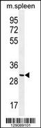 Coiled-Coil Domain Containing 84 antibody, 55-808, ProSci, Western Blot image 